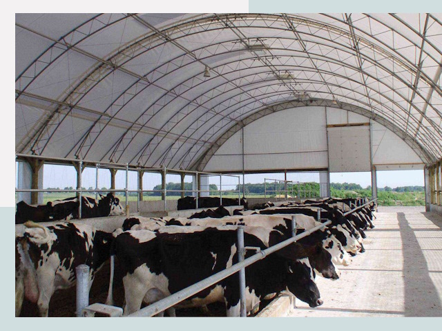 Тентовые коровники в Шарыпово